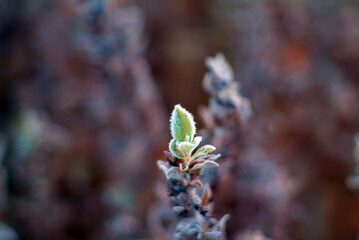 flowers covered with frost in the garden in the morning