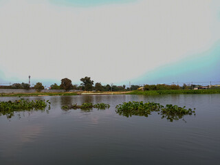 Water hyacinth rives on the River and the Sky is visible in the background
