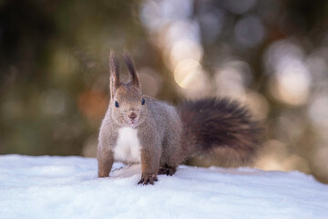 雪の中のエゾリス