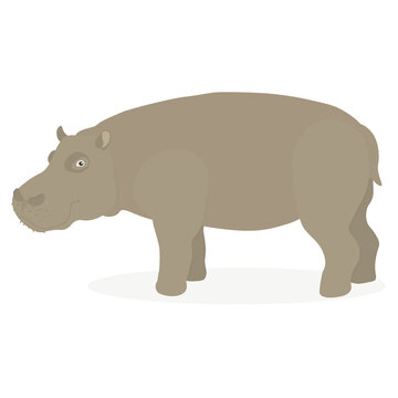 Cute hippopotamus. Pet. Vector illustration in cartoon style. Gray, brown color, white background. Pet of the zoo, safari animal, Africa. Big, strong hippo. Baby room decoration, greeting card design.