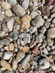 A close up view of the different peddles on a rocky beach