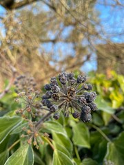 A close up view of the early morning frost on a cold beautiful sunny day 
