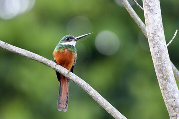 male of Rufous-tailed Jacamar (Galbula ruficauda), isolated, seen from the front, perched on a...