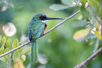 male of Rufous-tailed Jacamar (Galbula ruficauda), isolated, seen from the back, perched on a branch