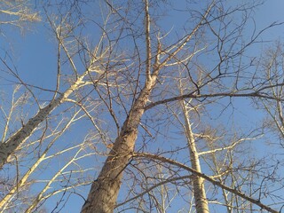 branches against blue sky