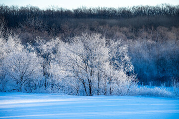 Obraz na płótnie Canvas 北海道冬の風景　更別村の樹氷