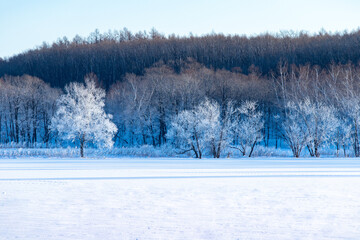 北海道冬の風景　更別村の樹氷