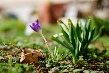 spring crocus flowers