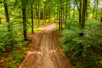 Obraz premium Summer forest and leafy footpath in Poland