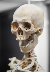 Well preserved skull in museum.