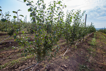 apple orchard