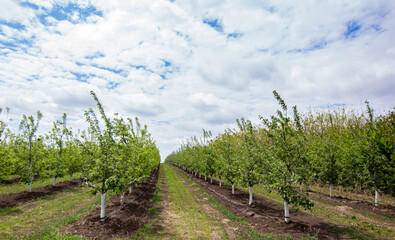 apple orchard