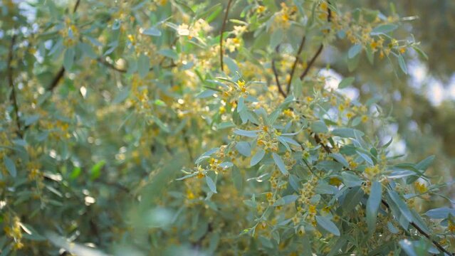 Green blooming spring trees. Yellow flowers growing on green branches of trees growing outdoor. Landscape and plants of scenic Tukrey (Turkiye) country. Abstract natural 4k stock video background