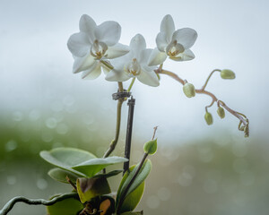 A white Orchid, Orchidaceae in bloom against a rainy window background.