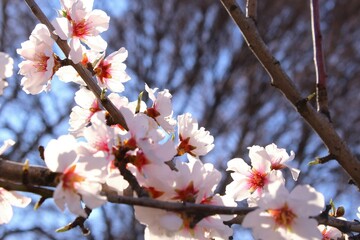 Beautiful sunlight effect on blooming pink almond flowers branch. photo