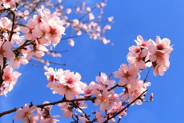 Bright pink almond flowers branches blooming on the tree photo on blue sky background