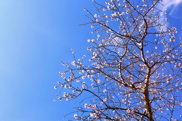 pink almond tree photo on clear blue sky background photo copy space