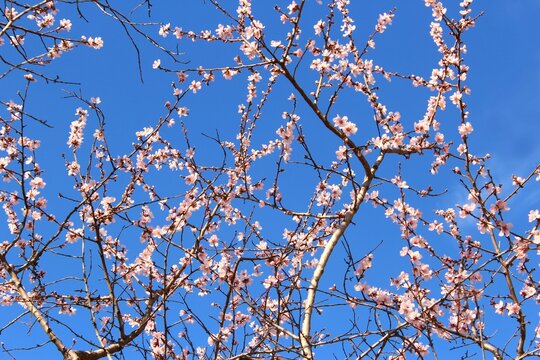 Bright pink almond tree on clear blue sky background photo