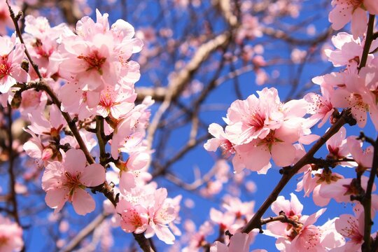 pink almond blossom in springtime photo background 