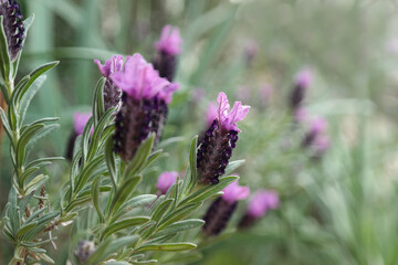 Fiore della lavanda selvatica