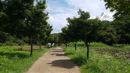 path in the park