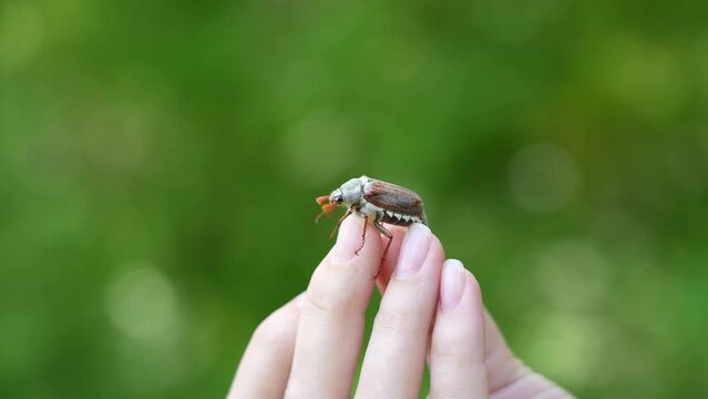 Closeup view 4k stock video footage of big cute brown June beetle (Chafer) sitting on hand of woman outdoors. Portrait of bug isolated on nature green blurry bokeh background