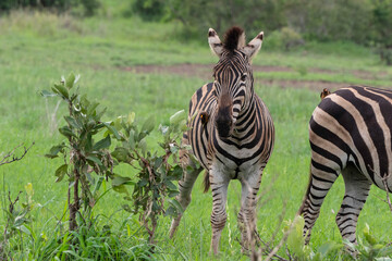Fototapeta premium Zebra