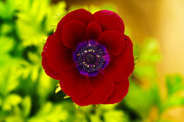 Obraz premium Close up of a red anemone flower
