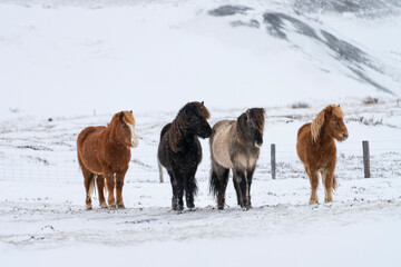 Four Icelandic Ponies in a snow flurry