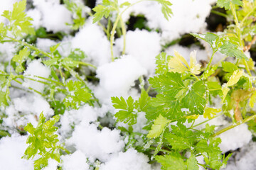 Green parsley grows in the garden in winter under the snow - 488168890