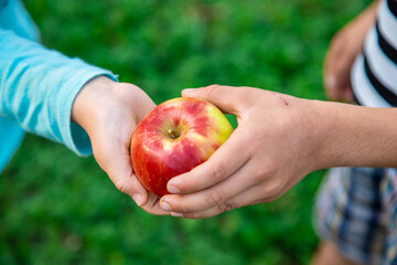 An apple in children's hands is shared by friends. Selective focus.