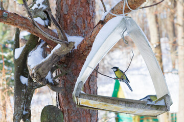 A bird feeder hangs on a tree in the village yard - 488169622