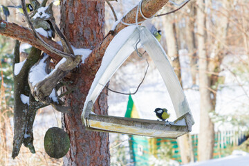 A bird feeder hangs on a tree in the village yard - 488169636