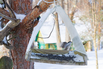 A bird feeder hangs on a tree in the village yard - 488169646