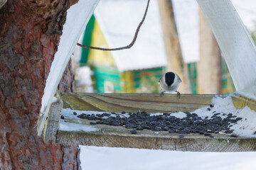A bird feeder hangs on a tree in the village yard - 488169655