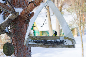 A bird feeder hangs on a tree in the village yard - 488169666
