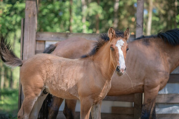 Obraz premium A thoroughbred horse runs around a forest farm.