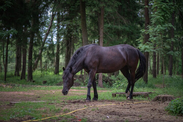 Fototapeta premium A thoroughbred horse runs around a forest farm.
