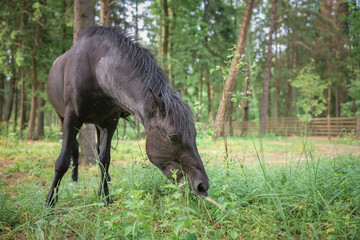 Fototapeta premium A thoroughbred horse runs around a forest farm.