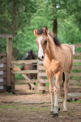 Obraz premium A thoroughbred horse runs around a forest farm.
