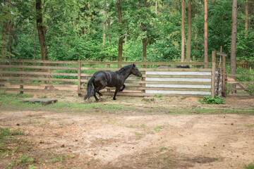 Fototapeta na wymiar A thoroughbred horse runs around a forest farm.