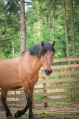 Fototapeta premium A thoroughbred horse runs around a forest farm.