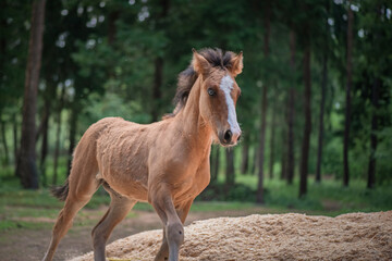 A thoroughbred horse runs around a forest farm.