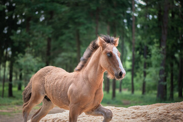 Fototapeta premium A thoroughbred horse runs around a forest farm.