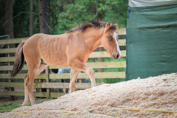 Fototapeta premium A thoroughbred horse runs around a forest farm.