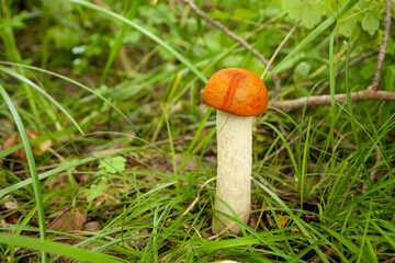 mushrooms, edible mushrooms, white mushroom, forest