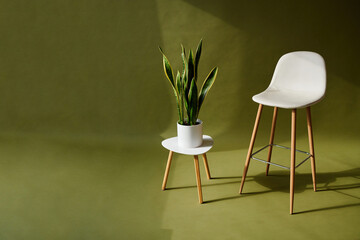white chair and green plant on olive green background