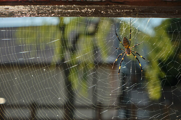 蜘蛛と美しい蜘蛛の巣網