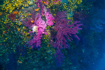 Paramuricea clavata red gorgonia of the mediterranean sea- Diving in the marine national park close to Portofino