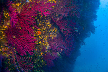 Fototapeta na wymiar Paramuricea clavata red gorgonia of the mediterranean sea- Diving in the marine national park close to Portofino